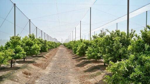 malla-citricos-2-rufepa|JORNADA HLB COITAVC